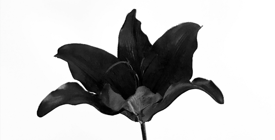 Nominee - The Lily