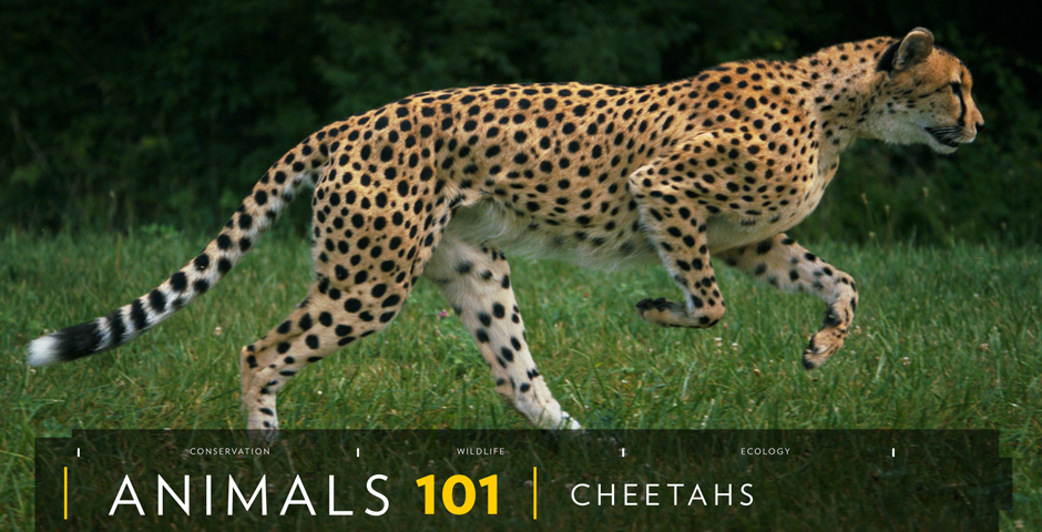 Nominee - National Geographic’s 101 Series