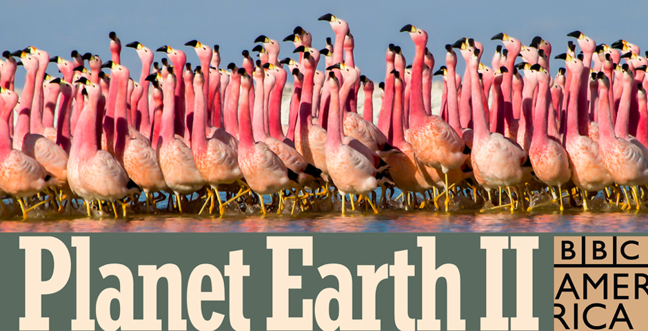 Honoree - Planet Earth II: #GatherTogether