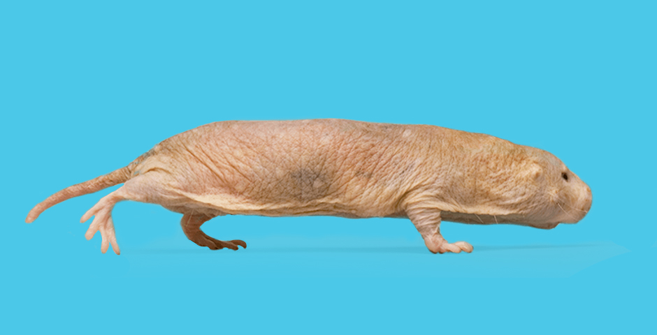 Nominee - Don’t Get Sextorted, Send a Naked Mole Rat