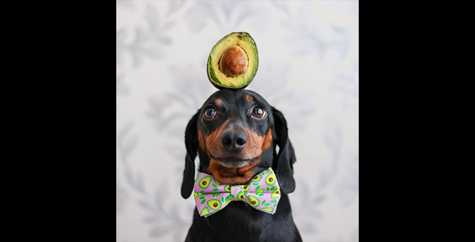 People's Voice - Harlso the balancing hound