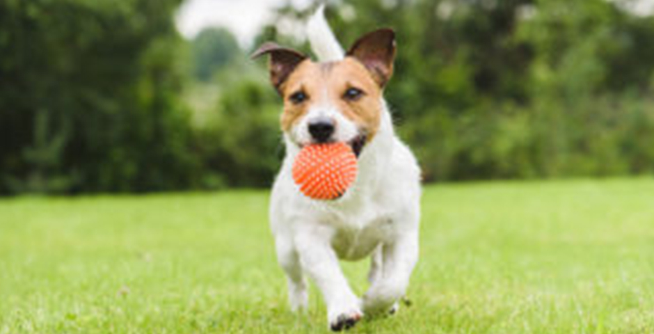 People's Voice - Animal Legal Defense Fund Web Site
