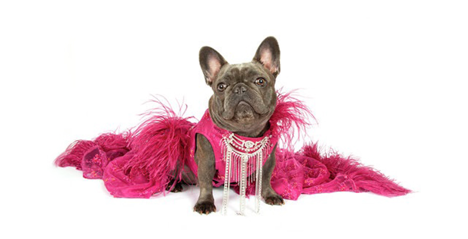 Nominee - Izzy the Frenchie