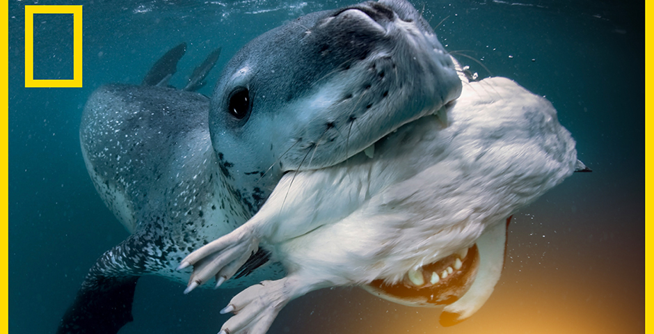 People's Voice / Webby Award Winner - Polar Obsession