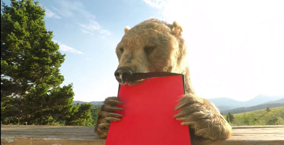Nominee - Bear Vs Box