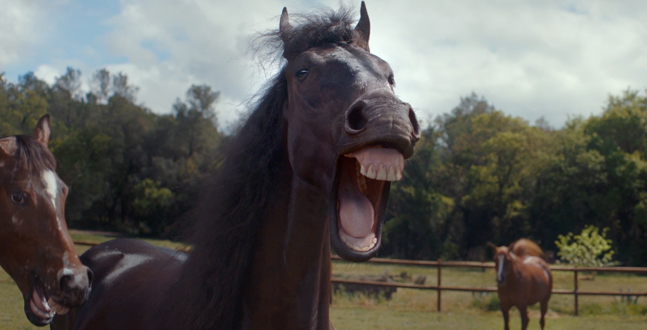 Honoree - Laughing Horses