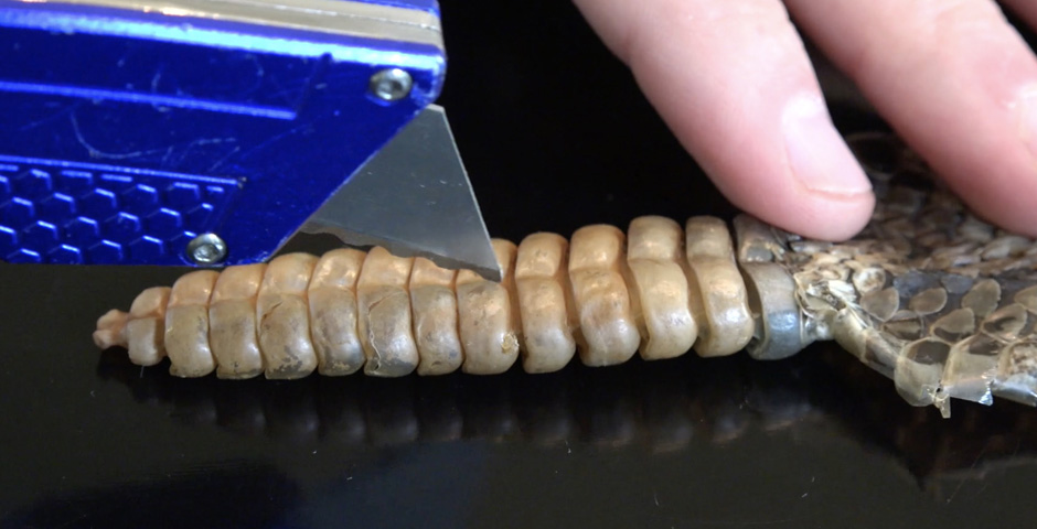 Nominee - What’s inside a Rattlesnake Rattle?