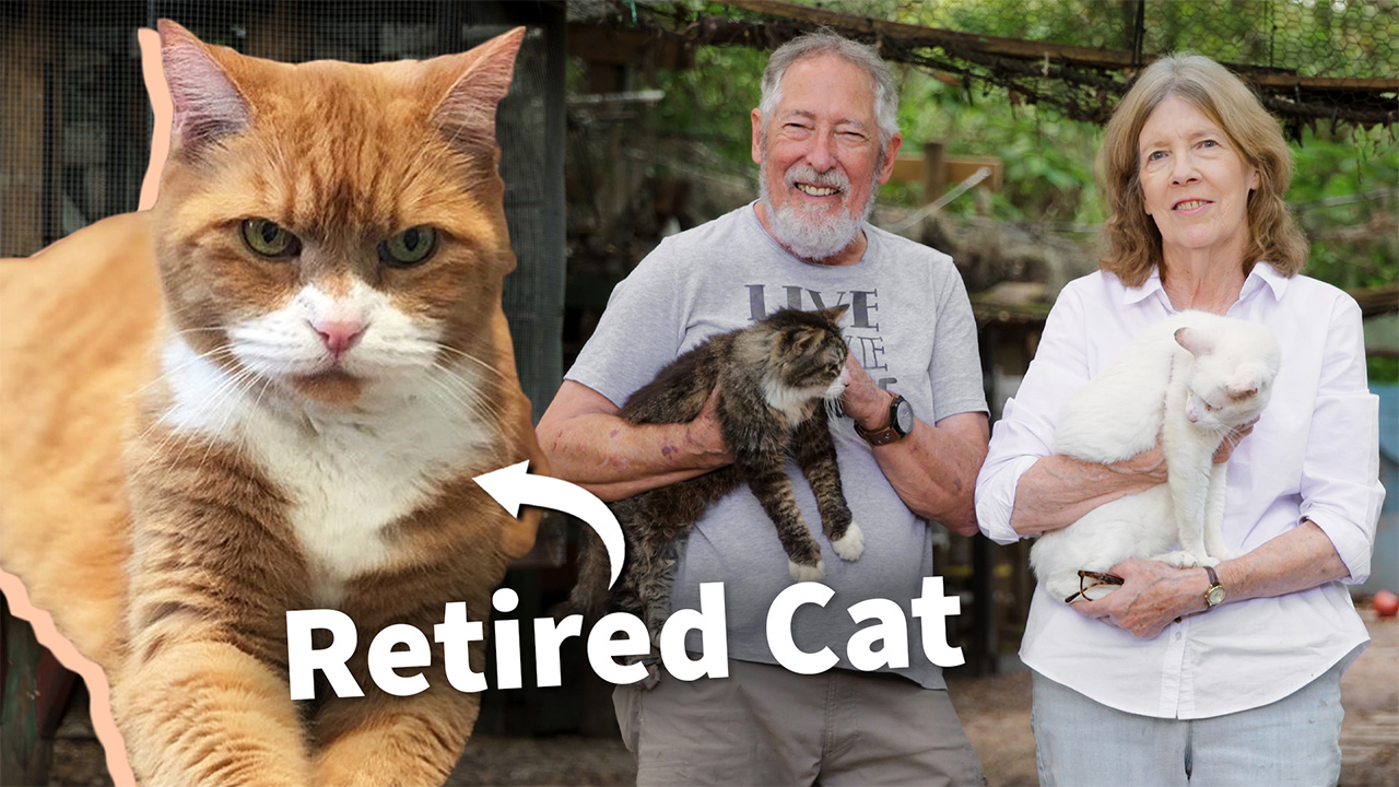 Florida Couple Runs a Retirement Home for Cats by AARP