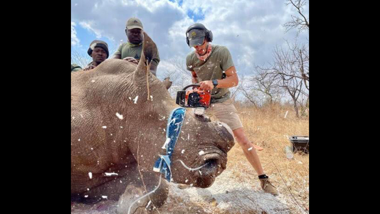 Rhino Dehorning Missions in South Africa by Loop Abroad