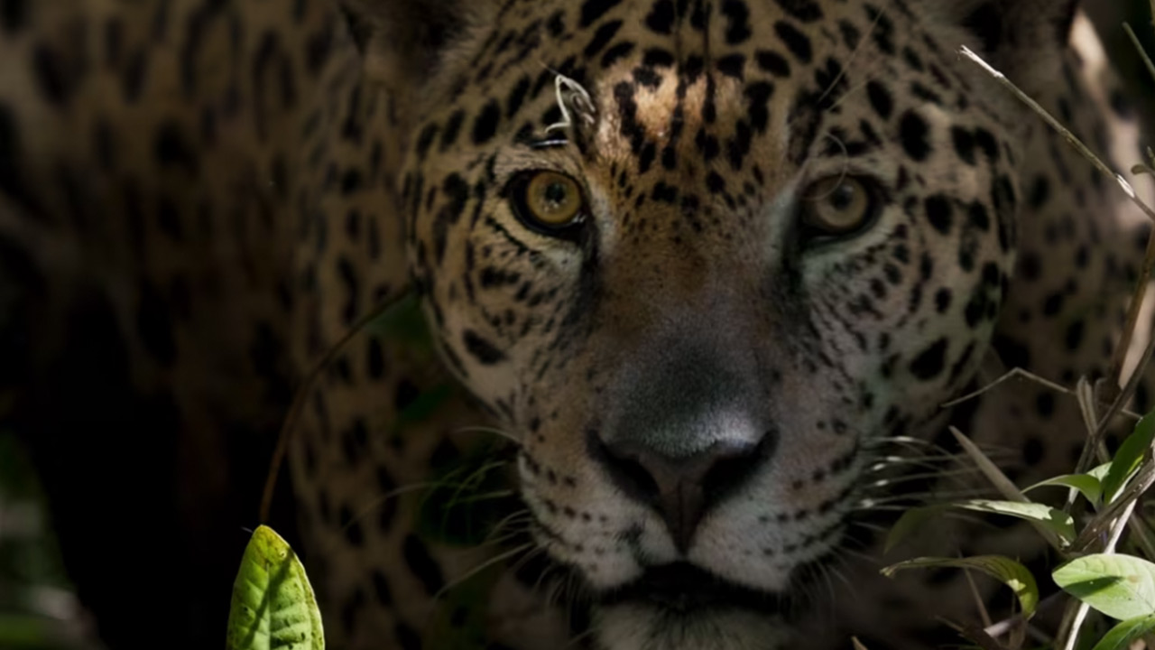 Tigre Gente by Wanderlust Productions