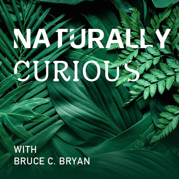 Naturally Curious - Featuring Stan Hale - hosted by Bruce C. Bryan by 5Points Creative/WVTF