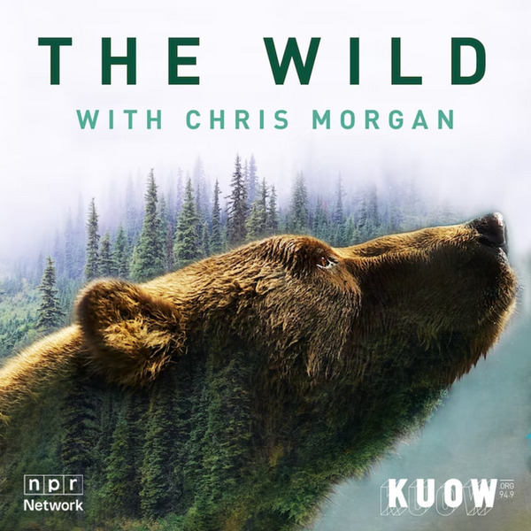 The Buffalo Boys of the Kalispel Tribe by KUOW Public Radio