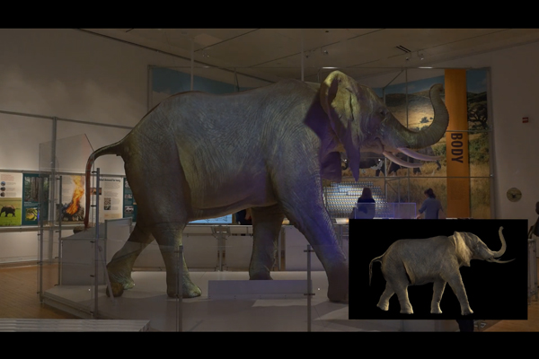 AMNH African Elephants Anatomy by American Museum of Natural History