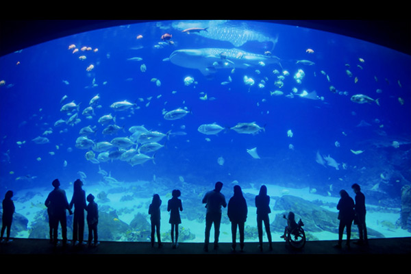 Georgia Aquarium 'Where Wonder Lives' by Scholar