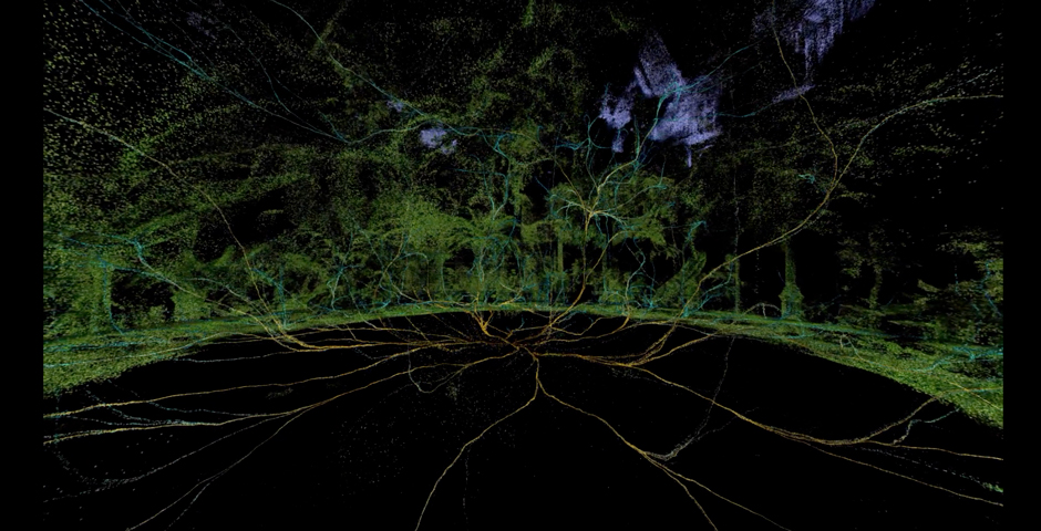 Screenshot of the entry for Letter to a Cycad