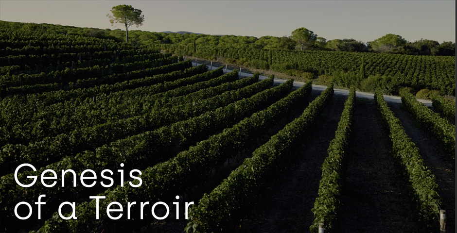 Screenshot of the entry for Masseto - Genesis of a Terroir