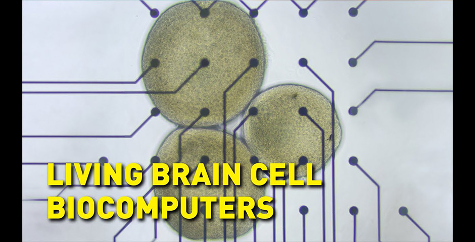 Screenshot of the entry for Living Brain Cell Biocomputers